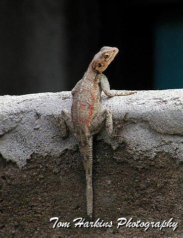 Scaling the wall.jpg
